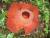 Une fleur très rare : la plus grosse du monde : la RAFFLESIA